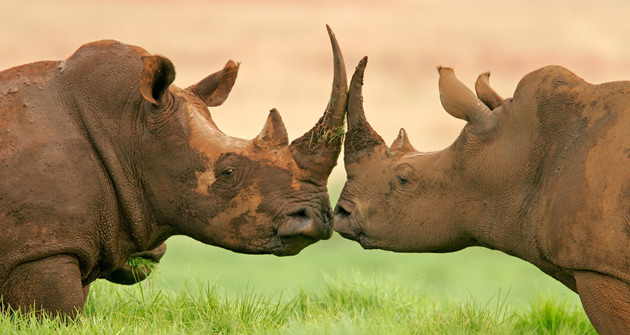 rhinocéros zambie
