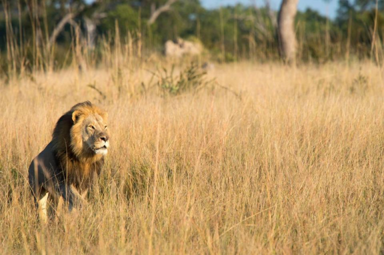 Xanda, le fils du lion Cecil, a été abattu par le chasseur Richard Cooke au Zimbabwe